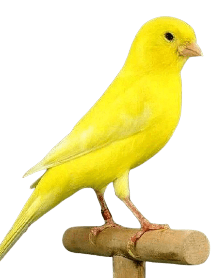Canary-11-2