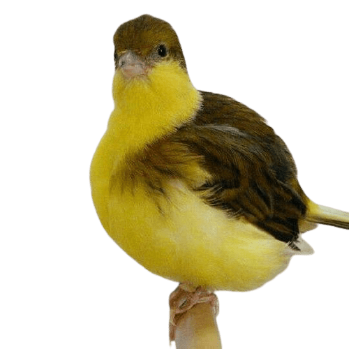 Canary-5