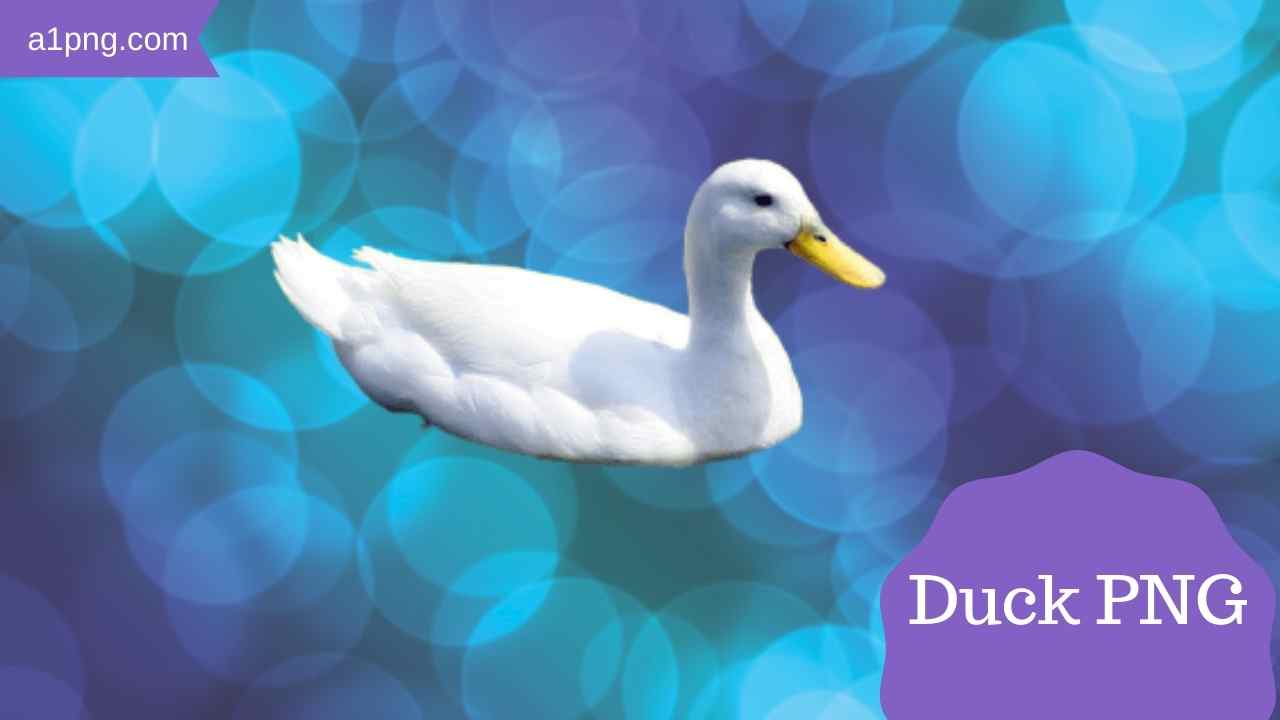 Duck-PNG