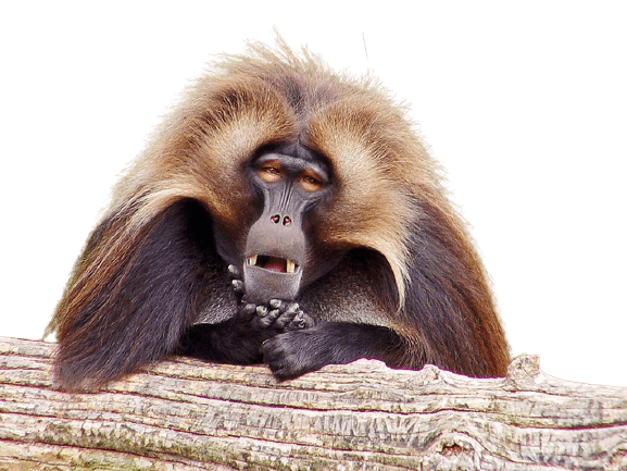 baboon png