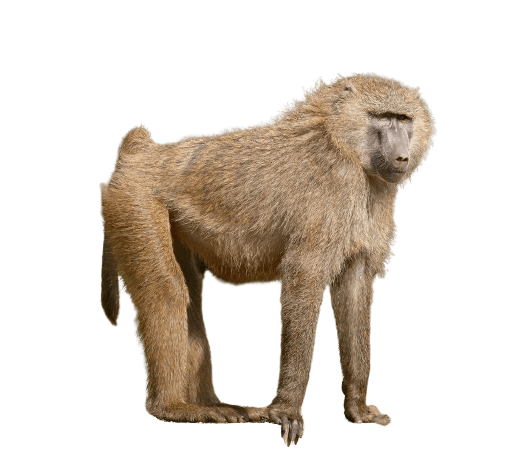 baboon-39