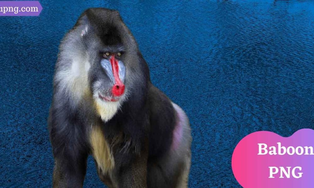 [Best 71+] Baboon PNG » Hd Transparent Background