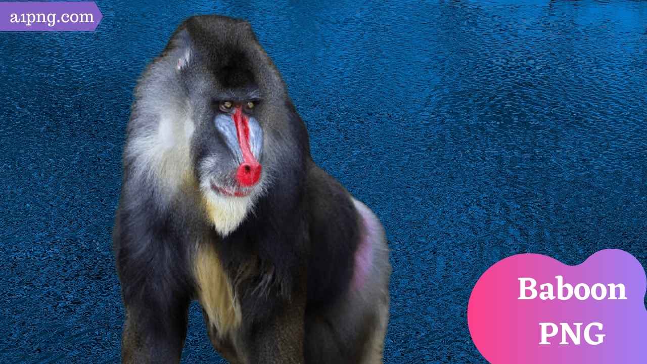baboon-png