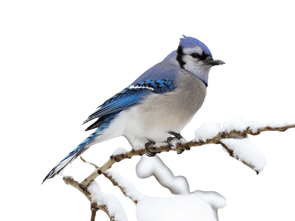 Best Blue Jay Png Hd Transparent Background A1png