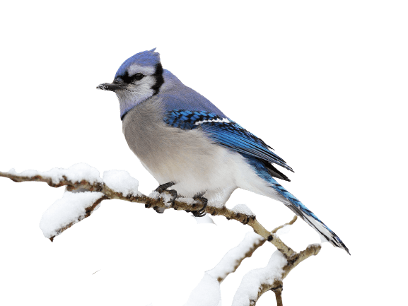 blue jay png