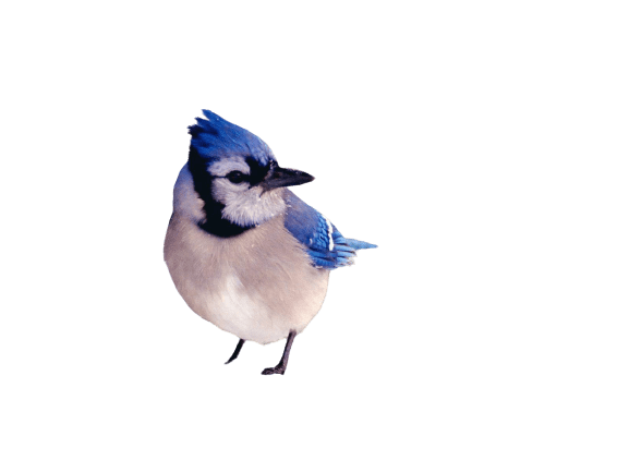 blue jay png