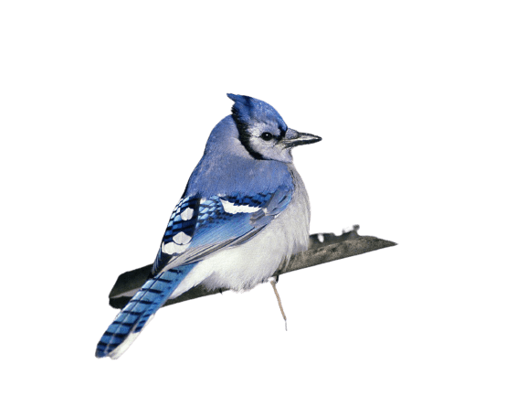 Best Blue Jay Png Hd Transparent Background A1png