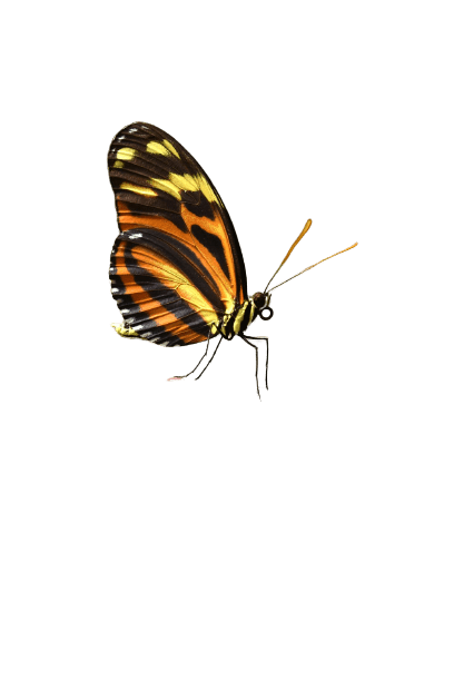 butterfly-15
