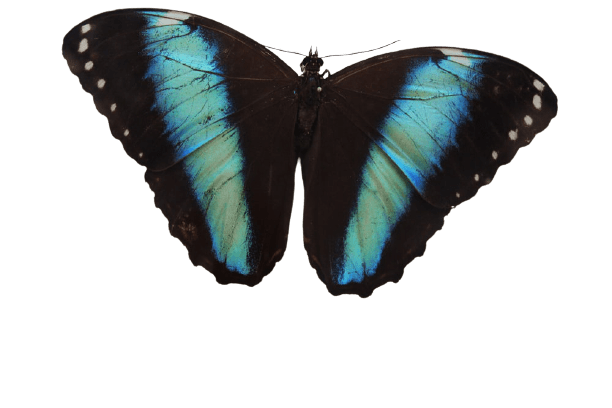 butterfly-18