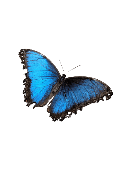 butterfly-33