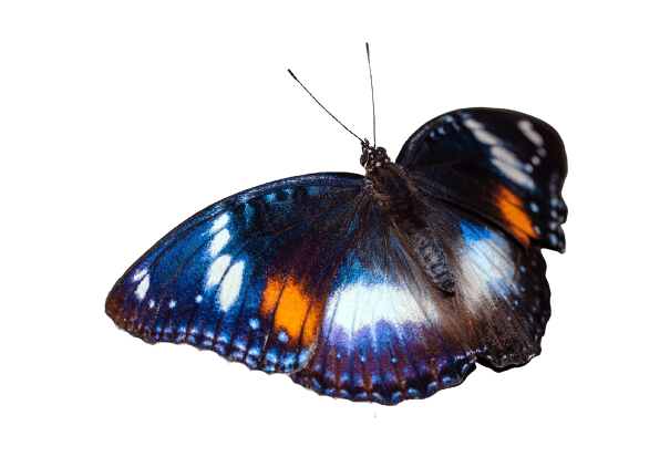 butterfly-37