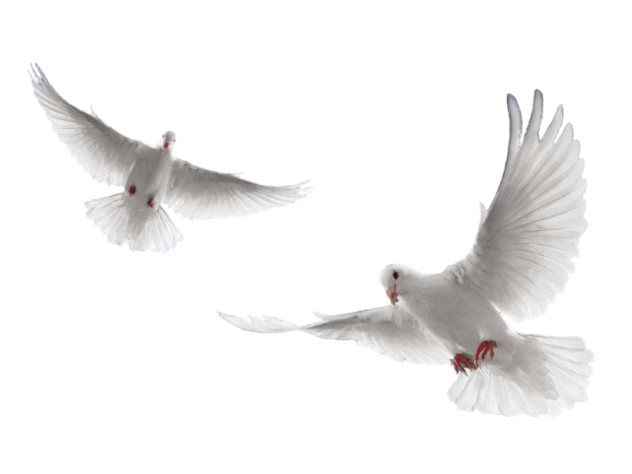 dove png