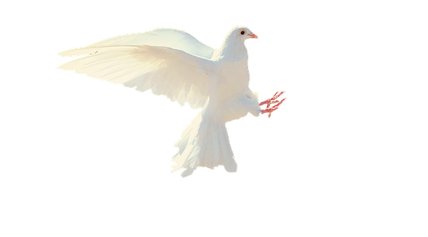 Best 51+] Dove PNG » Hd Transparent Background » A1png