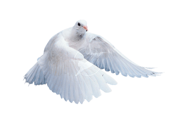 Best 51+] Dove PNG » Hd Transparent Background » A1png