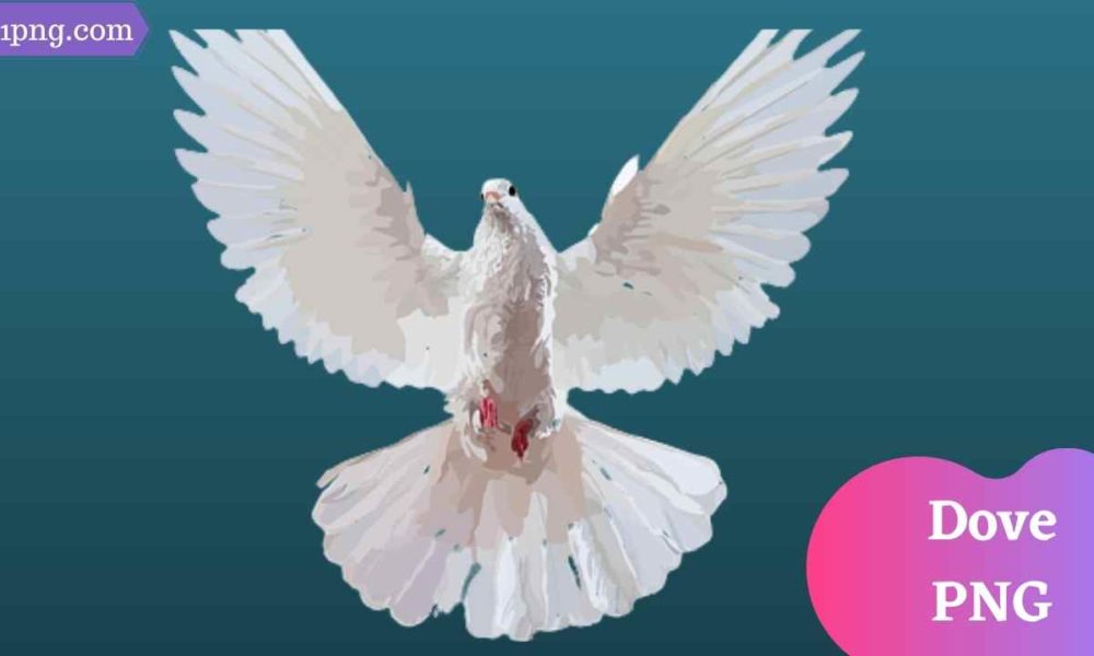 [Best 51+] Dove PNG » Hd Transparent Background