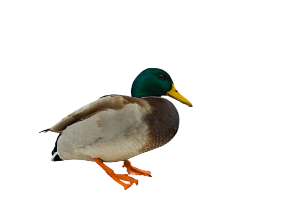 duck (15)