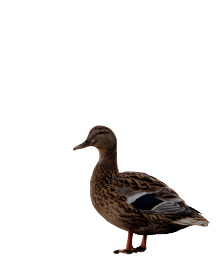 duck (16)
