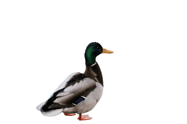 duck (17)