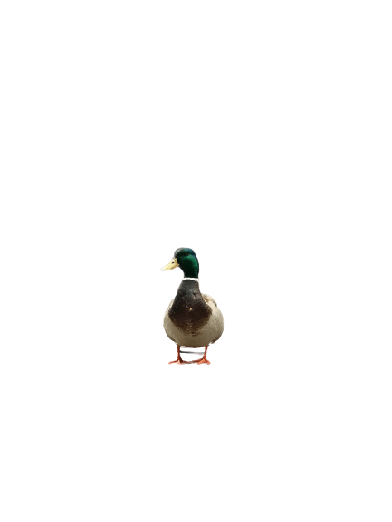 duck (18)