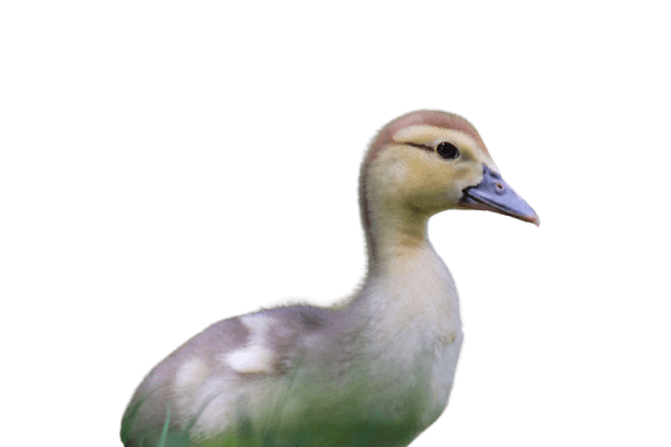 duck (19)