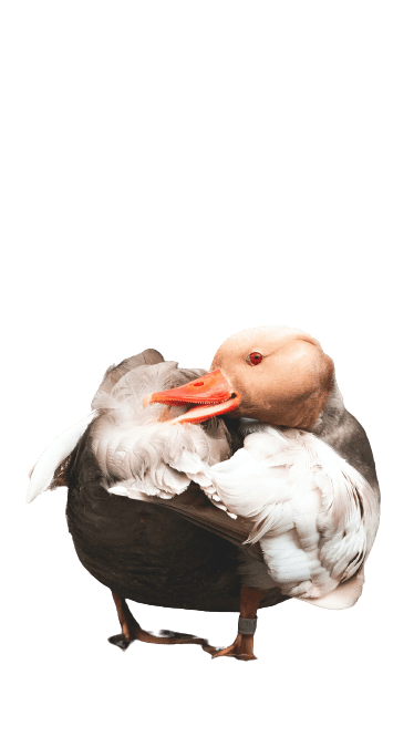 duck (20)