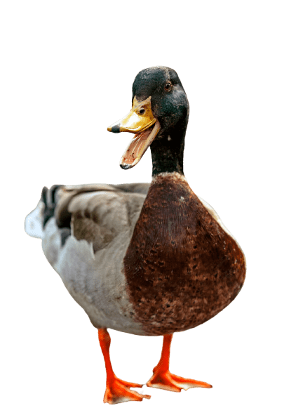 duck (22)