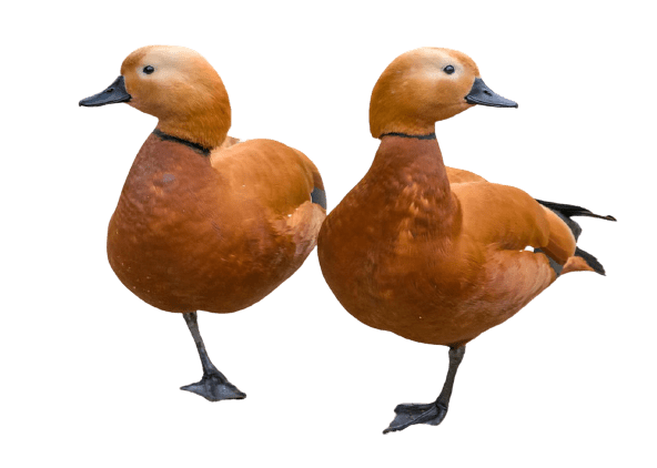 duck (25)