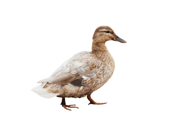 duck (27)