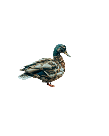 duck (28)