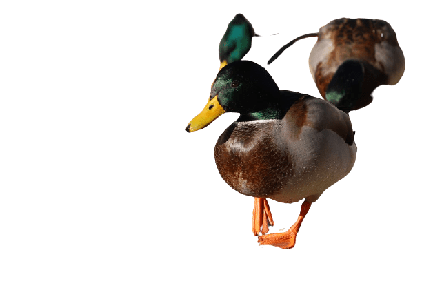 duck (29)