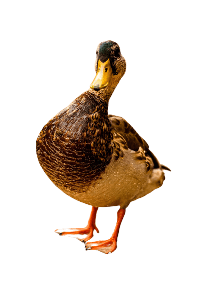 duck (31)