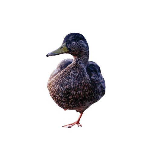 duck (32)