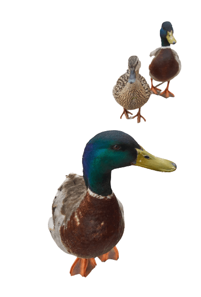 duck (35)