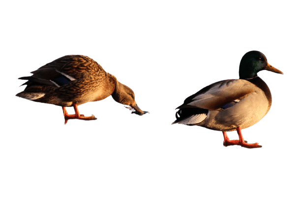duck (38)