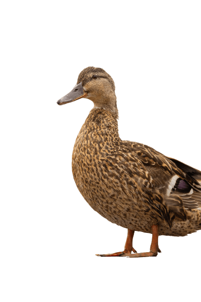 duck (39)