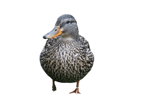 duck (40)