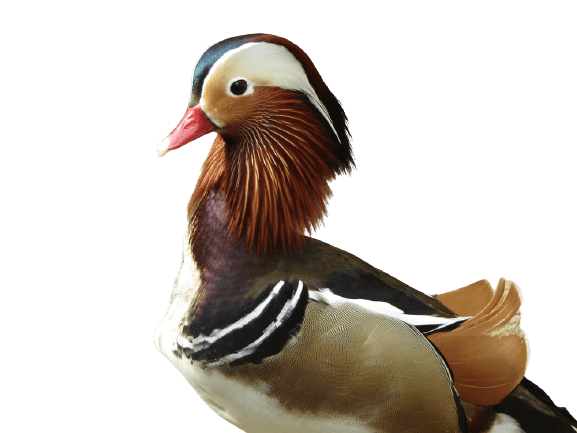 duck (41)