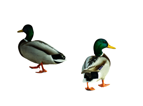 duck (42)