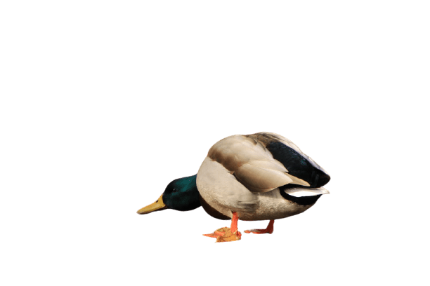 duck (43)