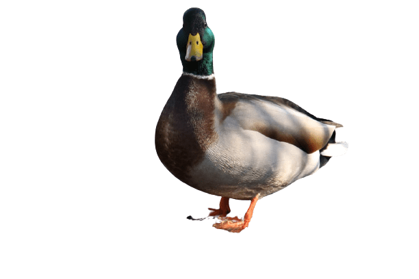 duck (44)