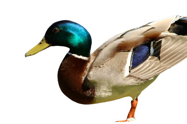 duck (45)