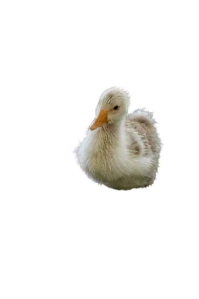 duck (46)