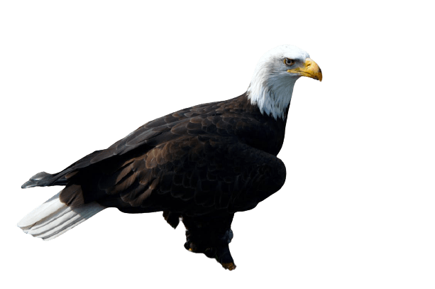 eagle-11