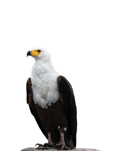 eagle-13