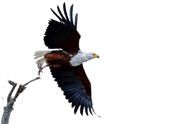 eagle-19