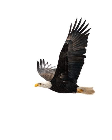 eagle-21