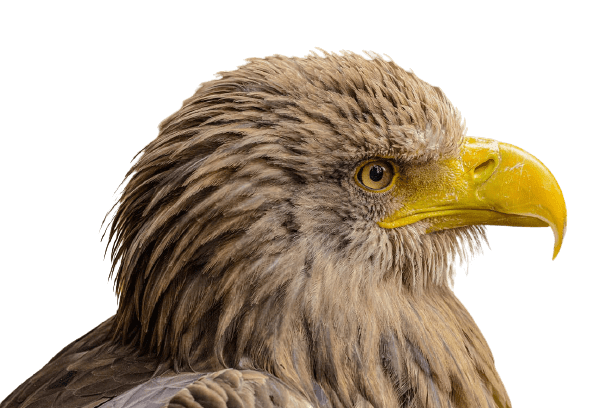 eagle-25