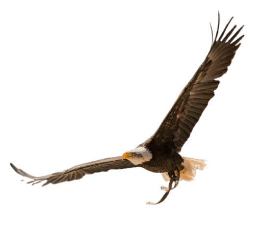 eagle-26