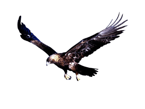 eagle-30