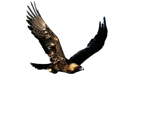 eagle-31